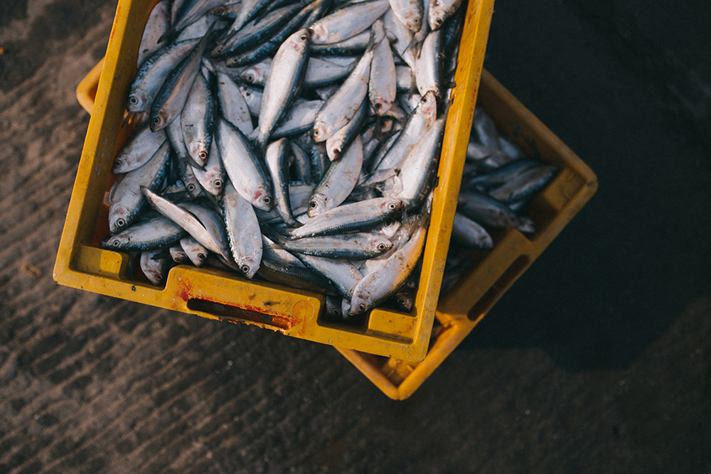 How the Personal Property and Securities Act (PPSA) affects the fishing industry