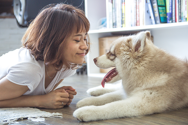 Who gets the family pet after separation?